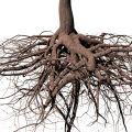 Cedar Roots