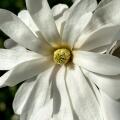 Star Magnolia