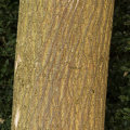 Paper Mulberry
