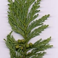 False Cypress