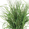 Sedge