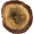 Trat Oud