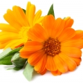French Marigold