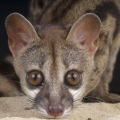 Genet