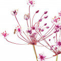 Butomus umbellatus