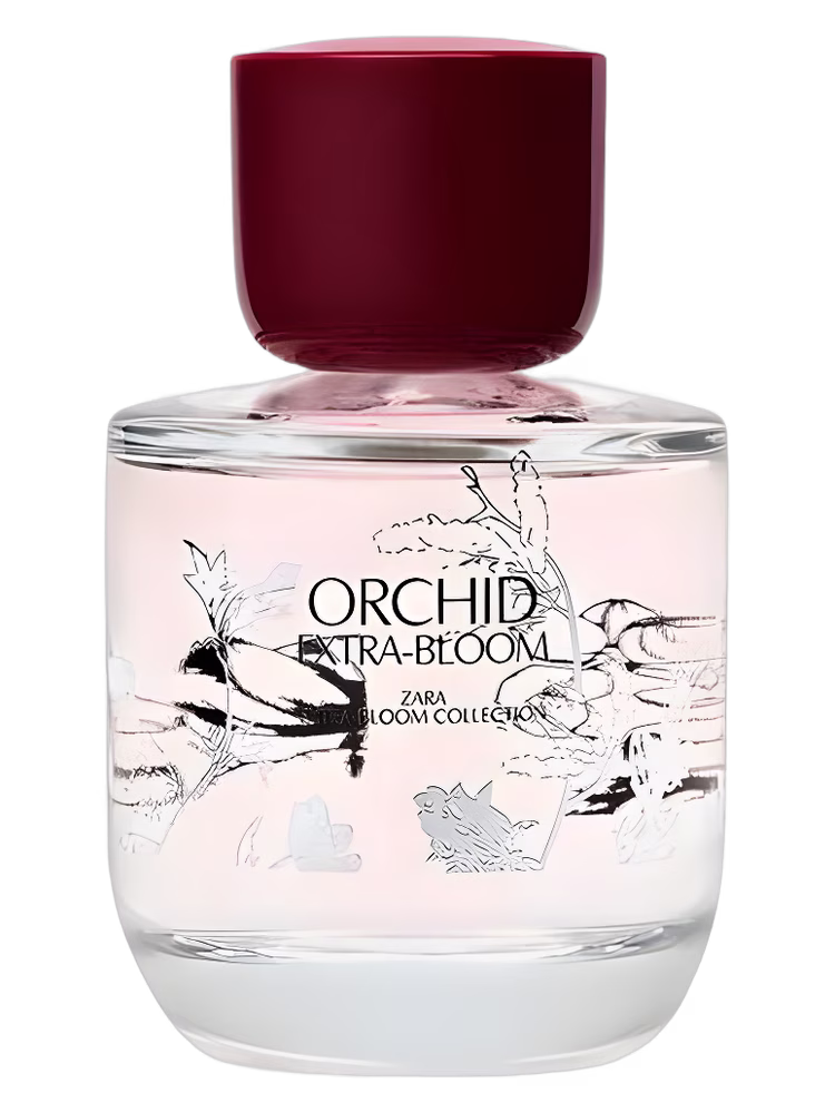 Zara Orchid Extra-Bloom