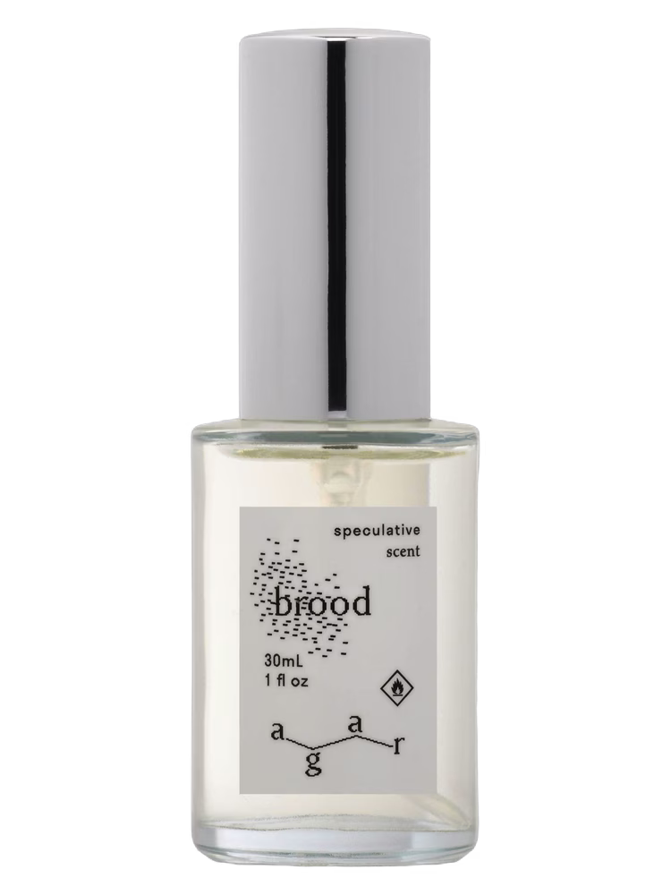Agar Olfactory Brood