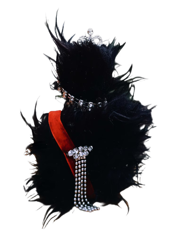 House of Atropa Cat Noir