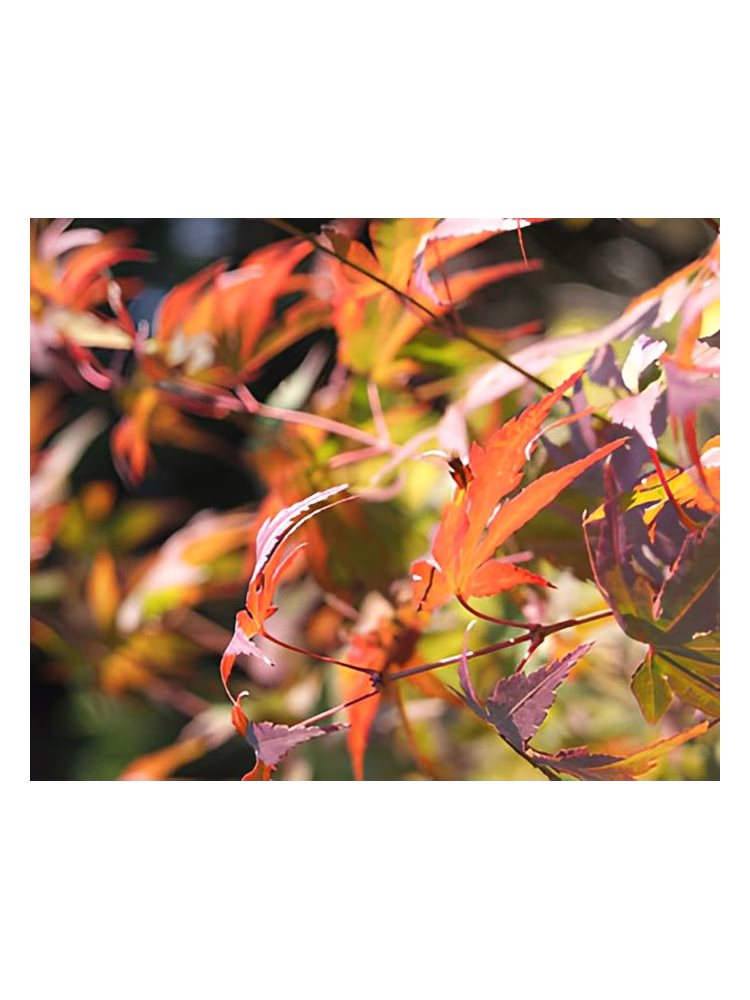 Bud Parfums Autumn