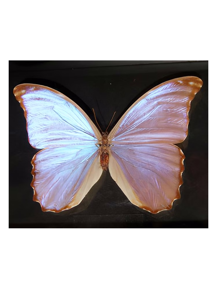 Bud Parfums Butterfly