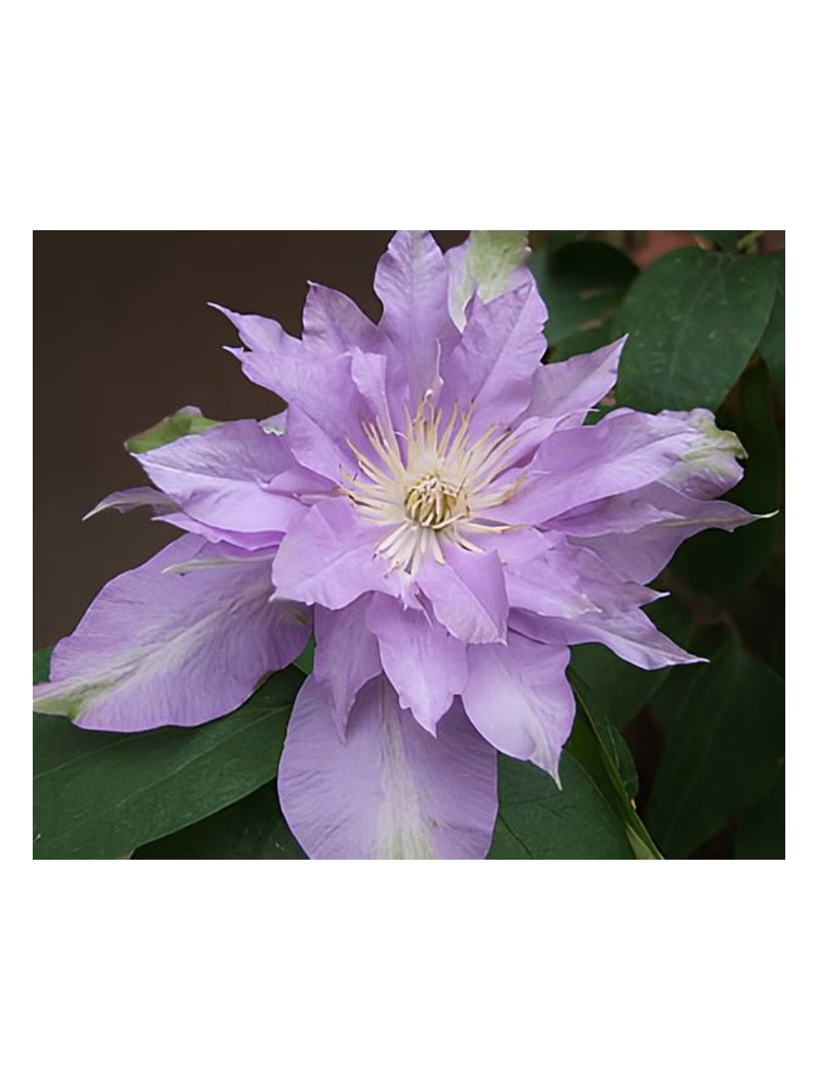 Bud Parfums Fleur De Lilac