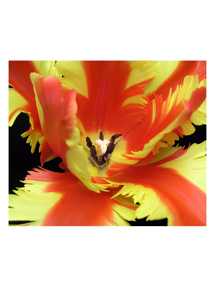 Bud Parfums Jezebel