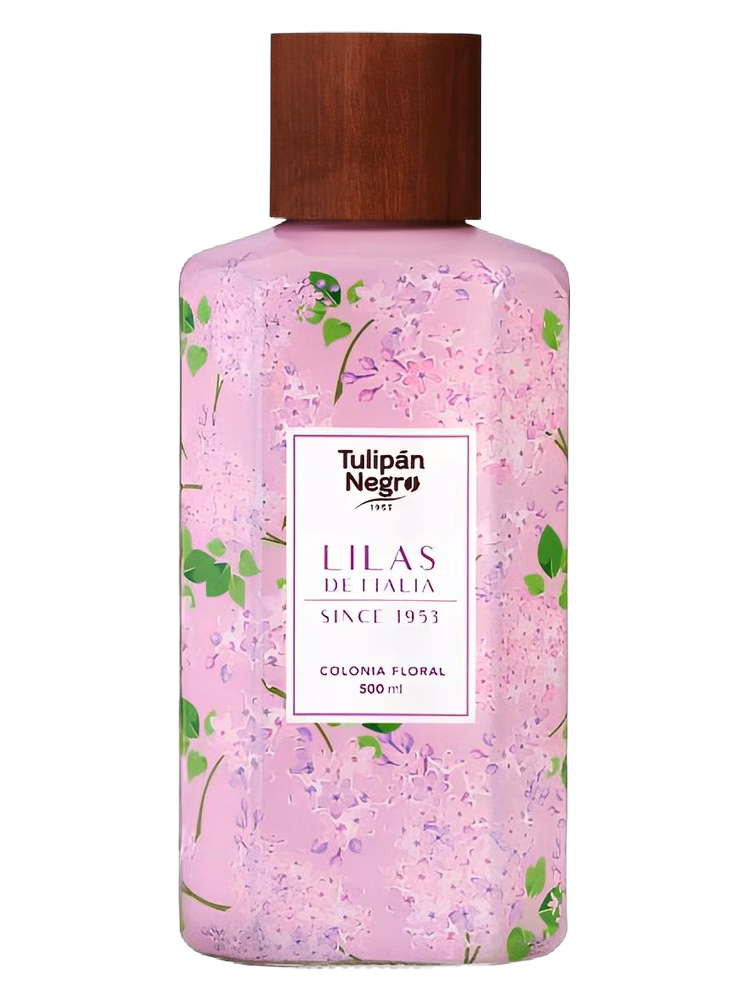Tulipán Negro Lilas de Italia