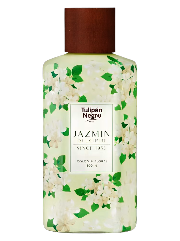 Tulipán Negro Jazmín de Egipto
