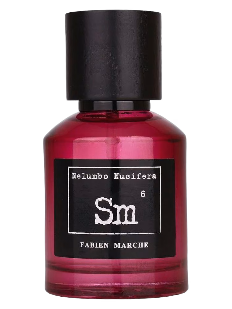 Fabien Marche Sm6 Syphyglosum