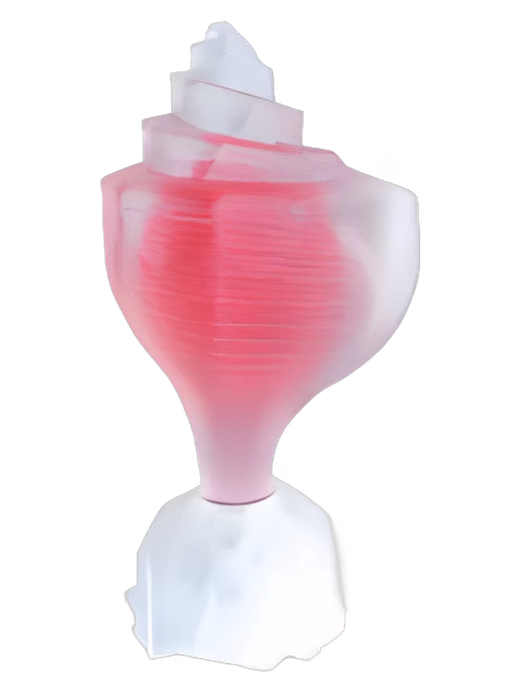 Seajewels Pink Conch