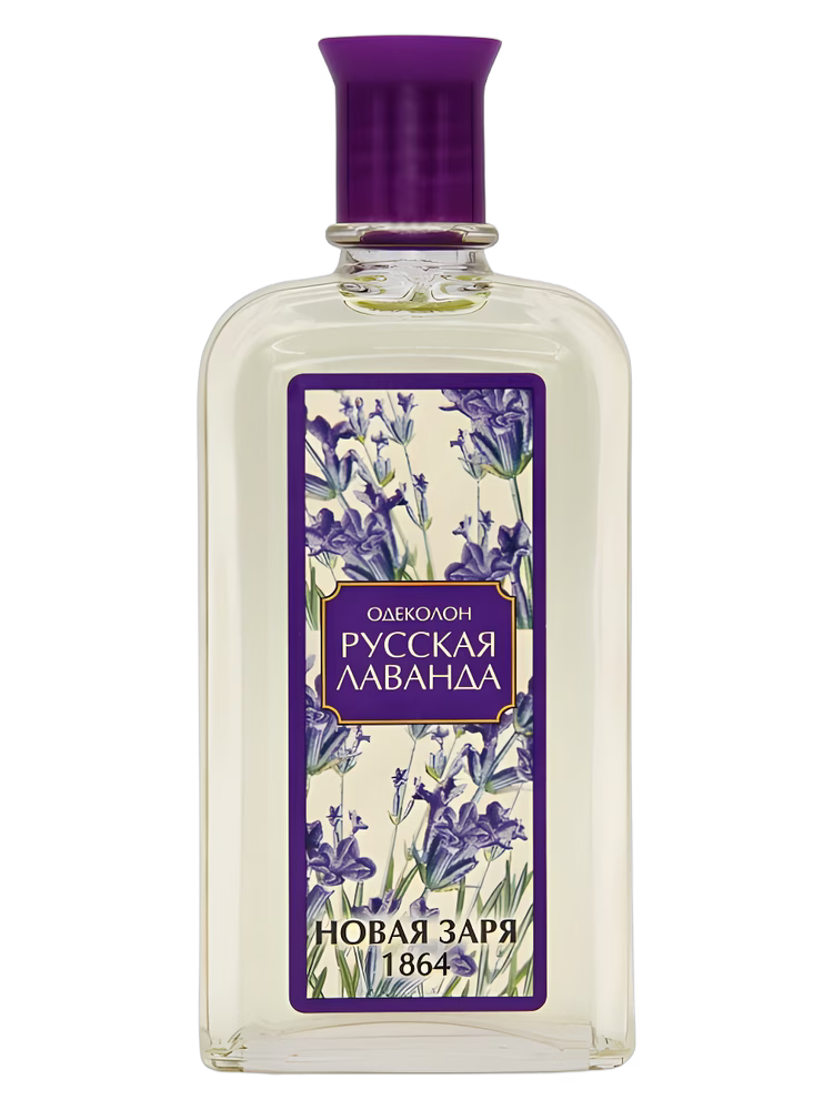 Новая Заря (The New Dawn) Русская Лаванда (Russian Lavender)