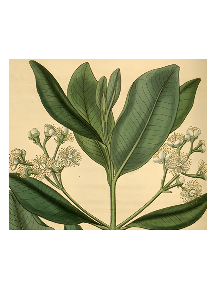 Olympic Orchids Artisan Perfumes Bay Rum