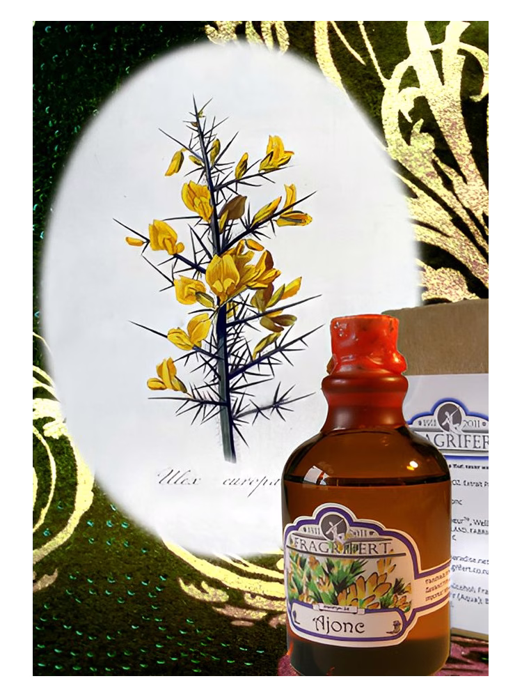 Fragrifert Parfumeur Ajonc