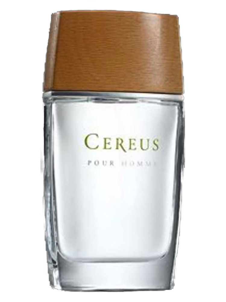 Cereus Cereus No.4