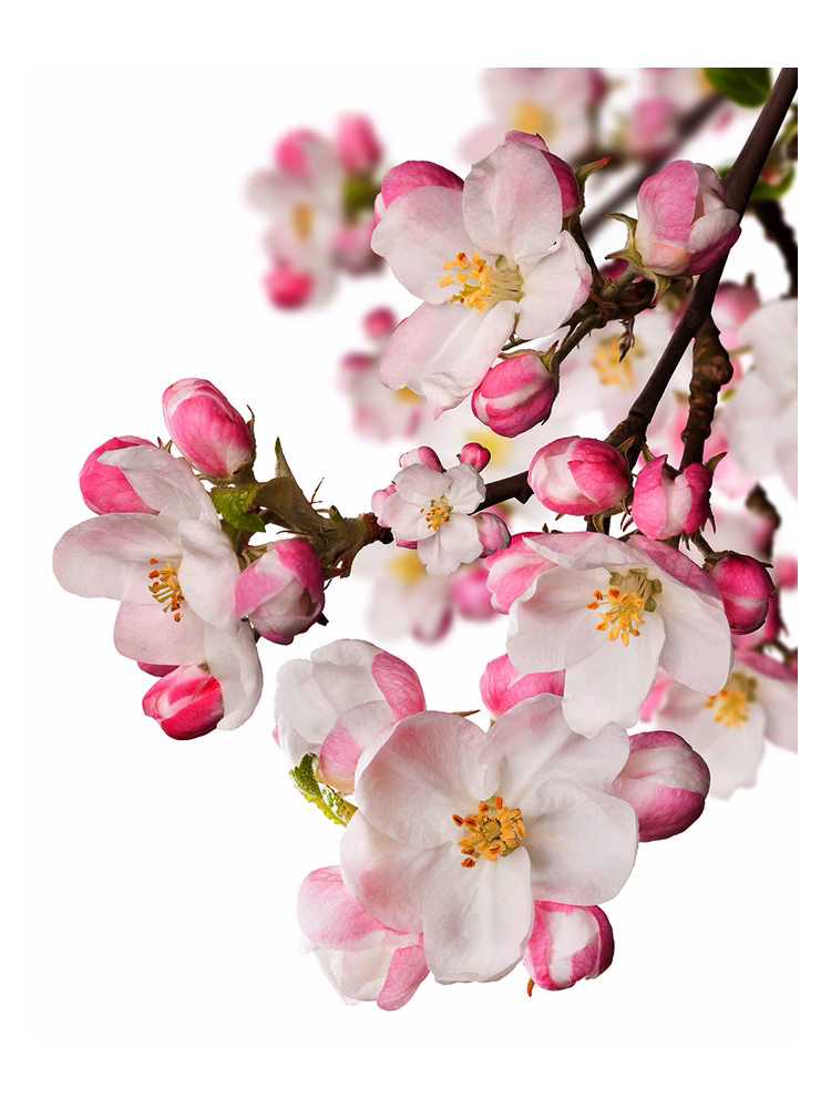 CVS Essence of Beauty Japanese Garden CVS Essence of Beauty