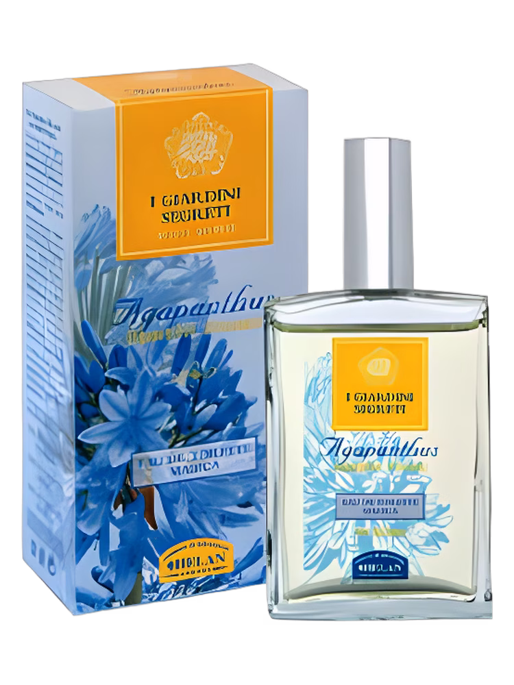 Helan Agapanthus