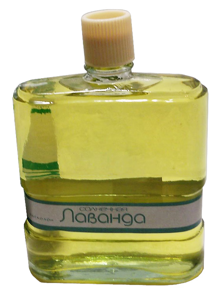 Сувенир (Краснодар) Солнечная лаванда (Sunny Lavender)