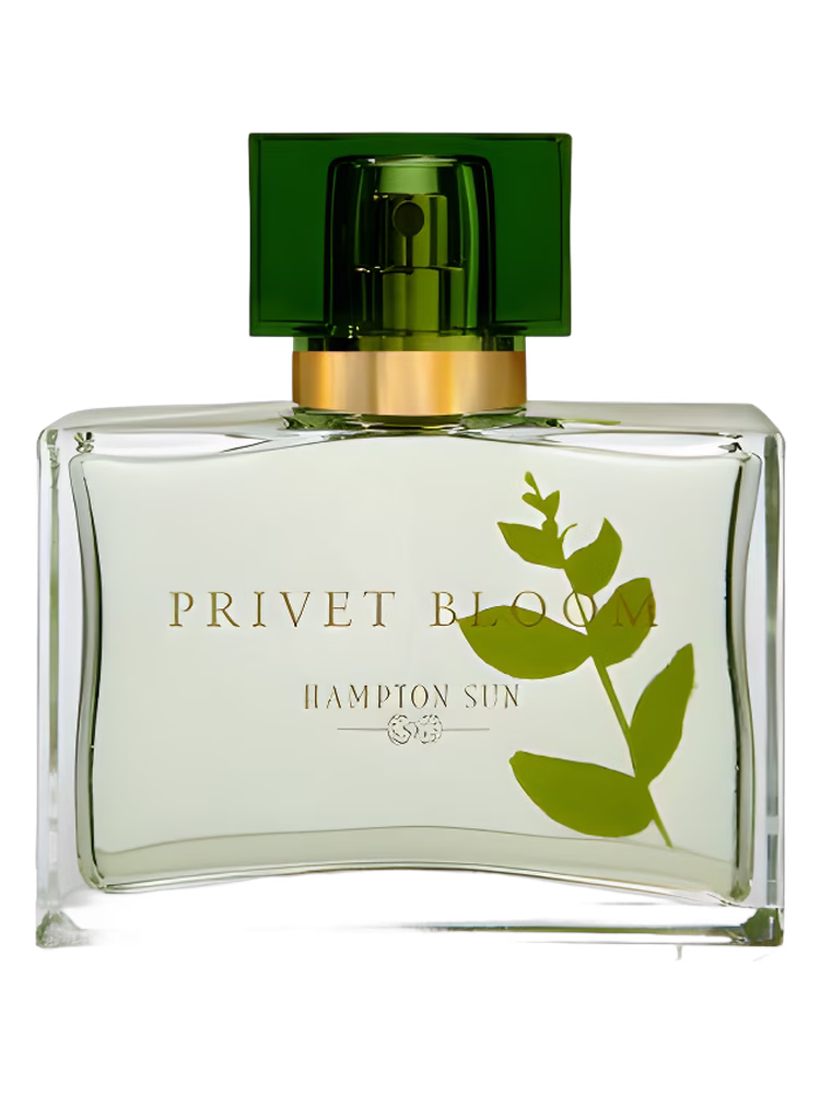 Hampton Sun Privet Bloom