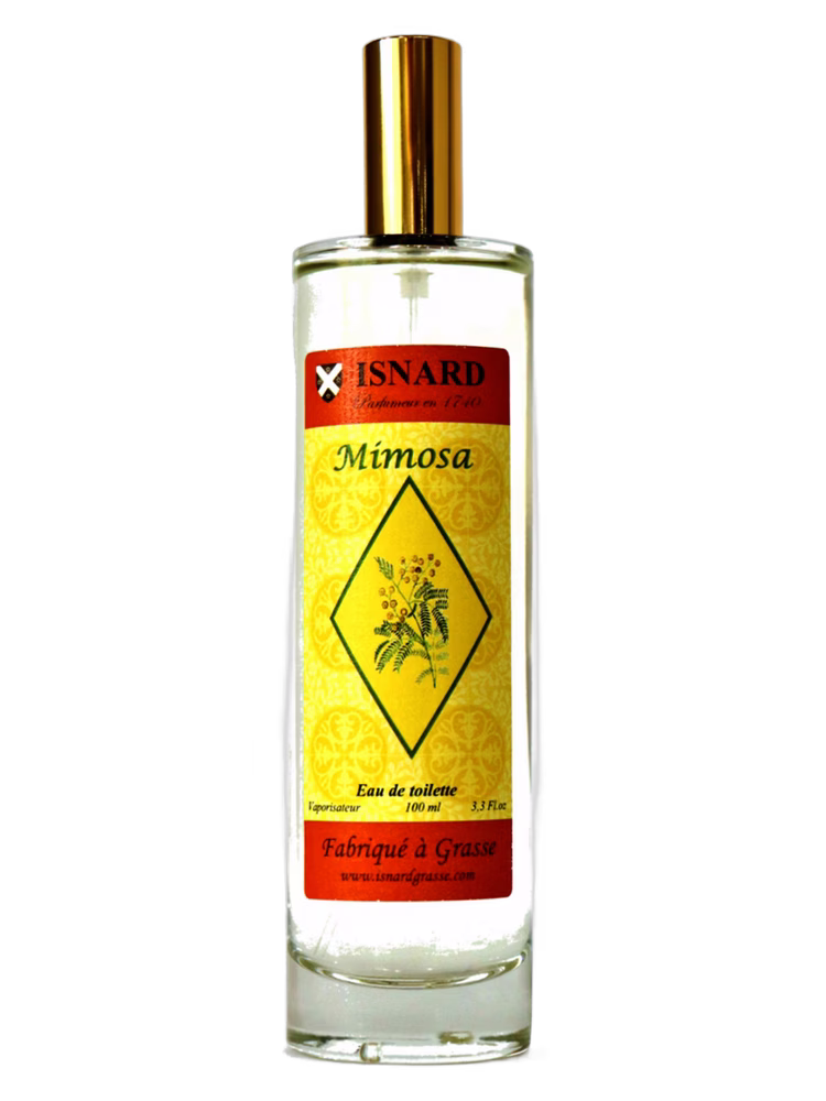 Isnard Mimosa