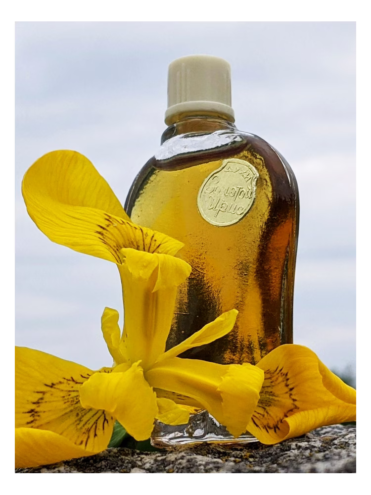 Алые Паруса (Alye Parusa) Золотой ирис - Golden iris
