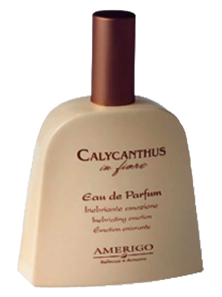 Amerigo Calycanthus In Fiore