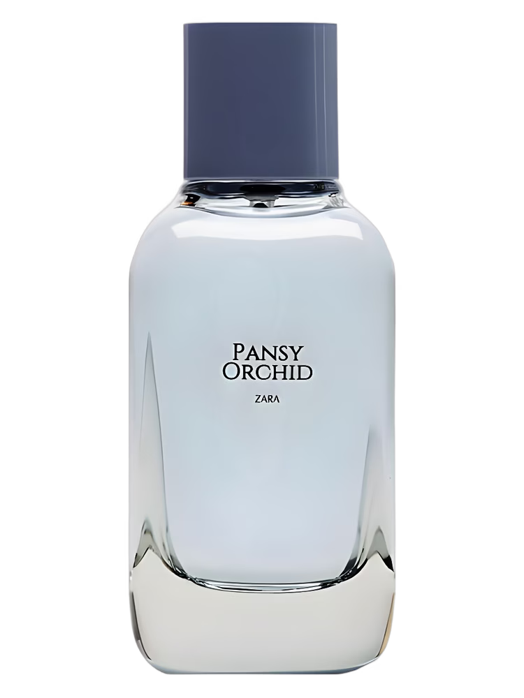 Zara Pansy Orchid