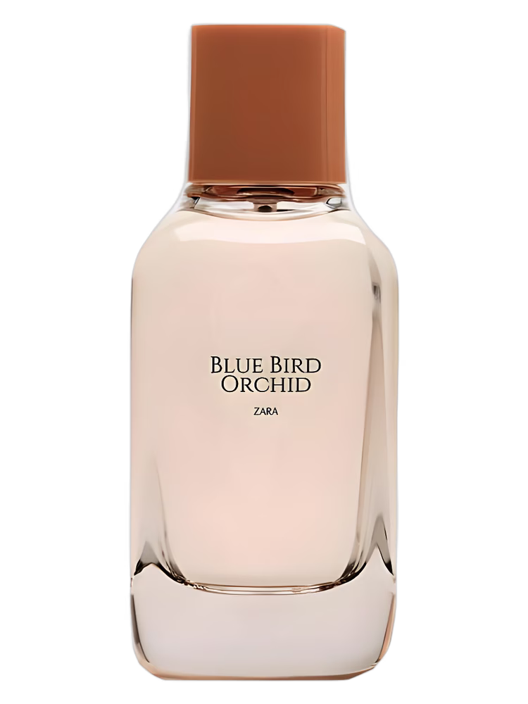 Zara Blue Bird Orchid