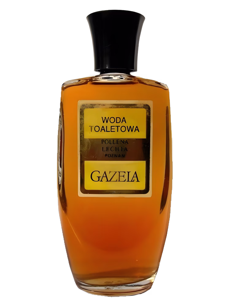 Pollena Lechia Gazela